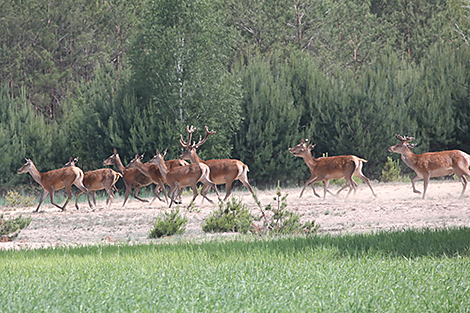 Lukashenko: Animals have a right to live, and hunting must be regulated by law