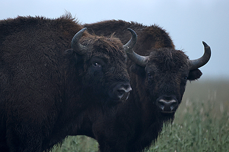 Belovezhskaya Pushcha records rise in bison population