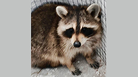 Stowaway raccoon from USA adjusts well to life in Belarus