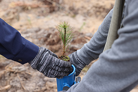 Over 20,000 people join Belarus’ reforestation campaign in one week