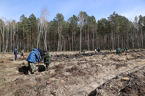 60,000 people join Belarus’ reforestation campaign