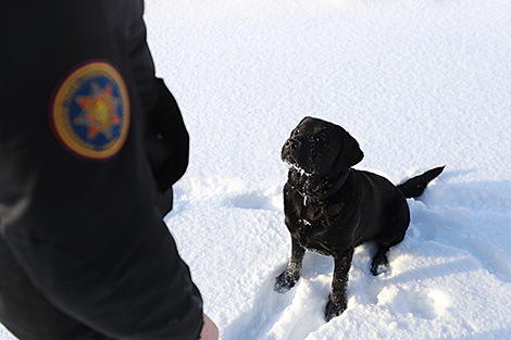 Dense forests and concrete rubble: Meet the Belarusian rescue dog nominated for internaitonal award
