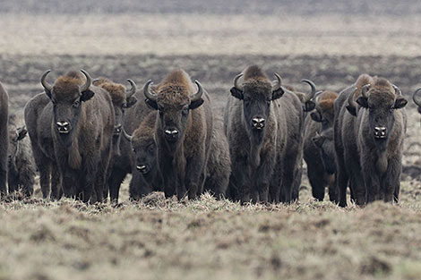 Bison population increases in Belarus' Belovezhskaya Pushcha