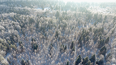 Over 52,000ha of new woodland in Belarus in 2019