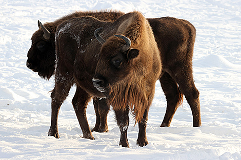 Winter bison count kicks off in Belovezhskaya Pushcha
