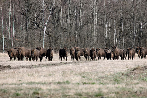 Belarus’ Belovezhskaya Pushcha counts its wildlife