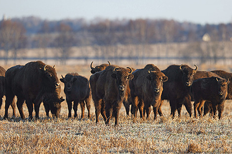 Belarus proposes bison breeding project to Russia’s Bashkortostan