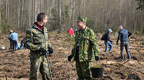 Belarusian diplomats plant 5,000 trees in Smolevichi District