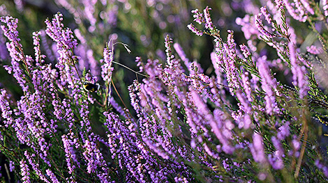 Common heather named Belarus Plant of Year 2026