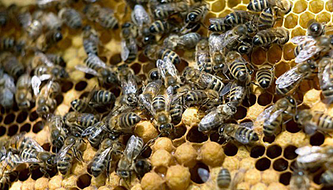 Belarus to host international beekeepers’ congress in 2020