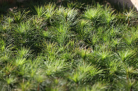 Over 6.5m trees planted in Belarus during forest restoration campaign