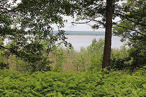 From eco-trails to forest zoo: How Berezinsky reserve attracts 100,000 tourists a year