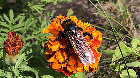 Europe’s largest wasp spotted in Gomel Oblast