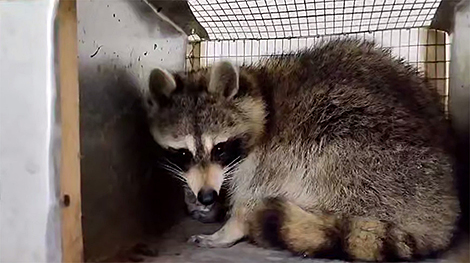 New home found for ‘American passenger’ Senya the Raccoon