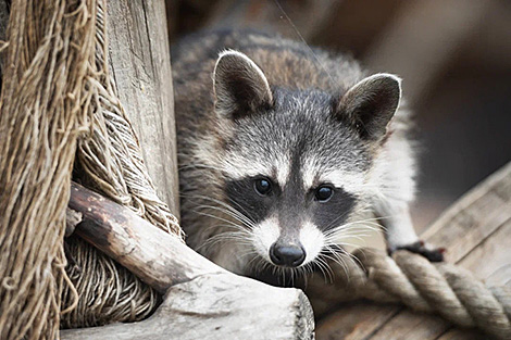 Stowaway raccoon from USA finds mate in Belarus