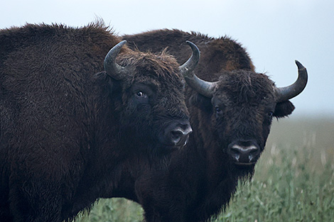 Lukashenko, Khabirov discuss project to increase bison herds in Bashkortostan