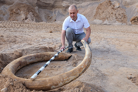 Historian: Mammoth tusk discovered in Vitebsk District likely belonged to adult specimen