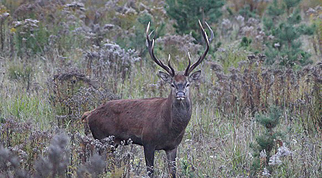 Belarus to host European Deer Calling Championship on 24-25 May