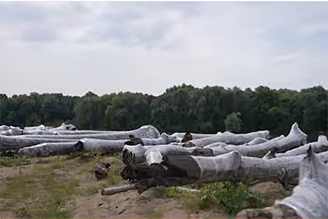 Relict forest discovered at bottom of Sozh River
