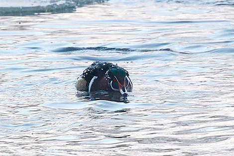 Wood duck spotted in Belarus for first time