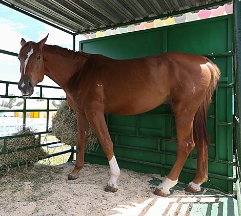 Netherlands to give over 50 wild horses to Belarus