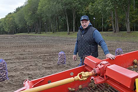 Crops grown in Belarus president’s experimental fields revealed