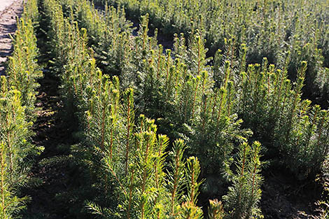 Belarus kicks off reforestation campaign