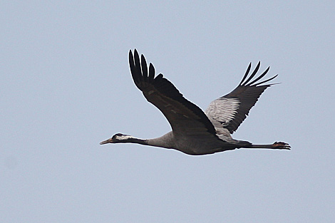 Belarus to host European Bird Watching Days on 6-7 October