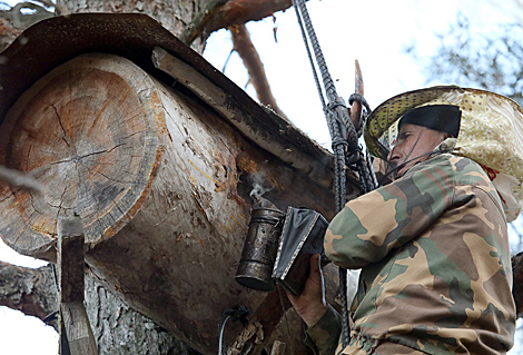 Belarus, Poland to send joint file on forest beekeeping to UNESCO Secretariat by 31 March