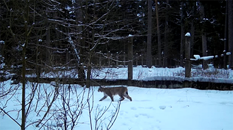 Two lynxes caught on camera in Belovezhskaya Pushcha – Here’s why it matters