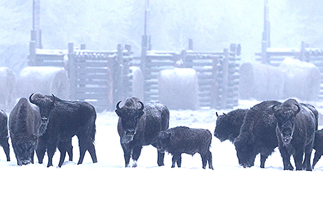 Feeding bison in winter in Grodno District