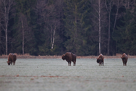 Belarus home to almost 25% of world’s European bison population