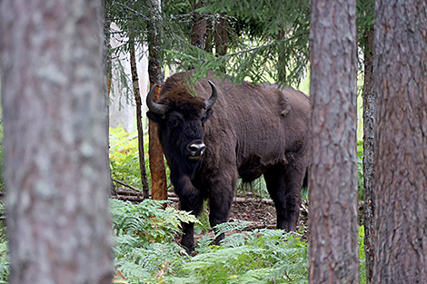 Bison population up in Belovezhskaya Pushcha