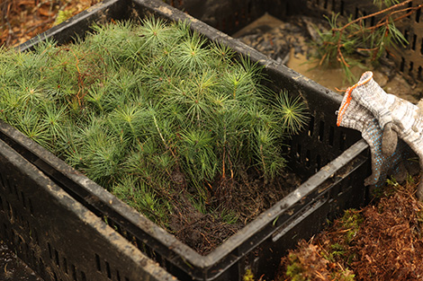 Belarus plants 1.8m trees over weekend