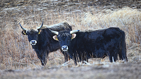 Aurochs come back to Belarus under rewilding project