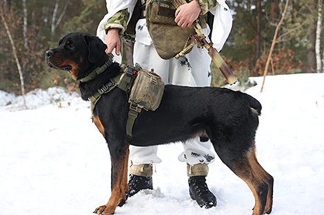38th brigade’s service dogs checked as part of Belarusian army’s inspection
