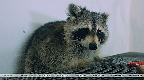 ‘It’s a girl!’ Belarusian specialists surprised by misgendered raccoon from USA