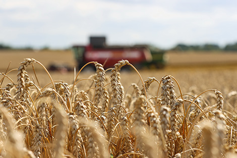 Lukashenko: Grain is just as valuable as gold and oil