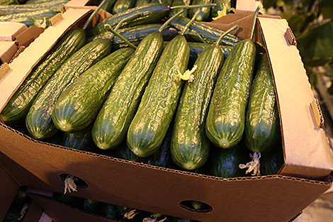 Lukashenko demands reducing vegetable prices in off-season