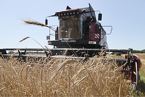 Lukashenko on harvest 2023: Belarus will be food sufficient
