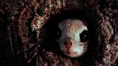 В Беларуси предлагают отмечать места обитания диких хомяков, сусликов и белок-летяг на онлайн-карте