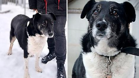 Трогательная история. Как бездомная собака стала охранять птиц в Гродненском зоопарке