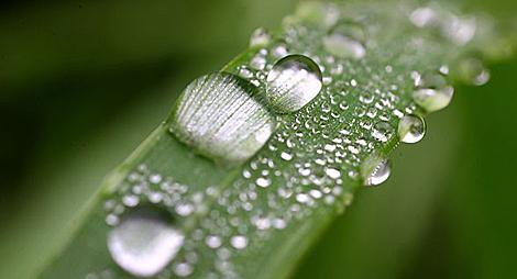 Новогрудок принимает XV Республиканский экологический форум