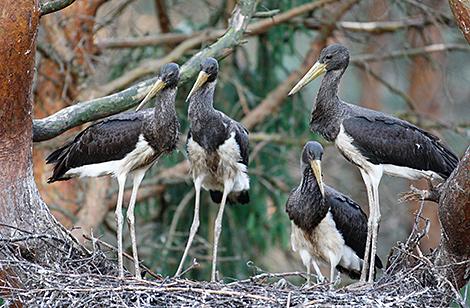 В Беларуси готовят новые издания Красной и Черной книг