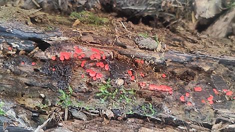 Новый для науки вид миксомицетов нашли в Беловежской пуще