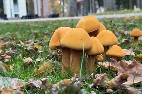 В Беловежской пуще замечен редкий гриб - фиолепиота золотистая