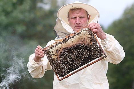 Музей меда появился в Березинском заповеднике