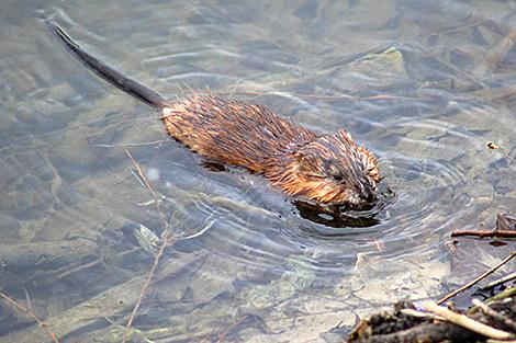 Сезон охоты на бобра и выдру откроется в Беларуси с 1 сентября