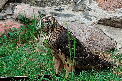 Ястреб-тетеревятник будет жить в Лидском замке: раненая птица сама пришла к людям