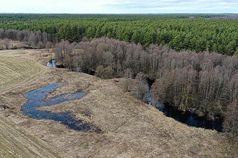 Минлесхоз: на одного жителя в Беларуси приходится более гектара леса